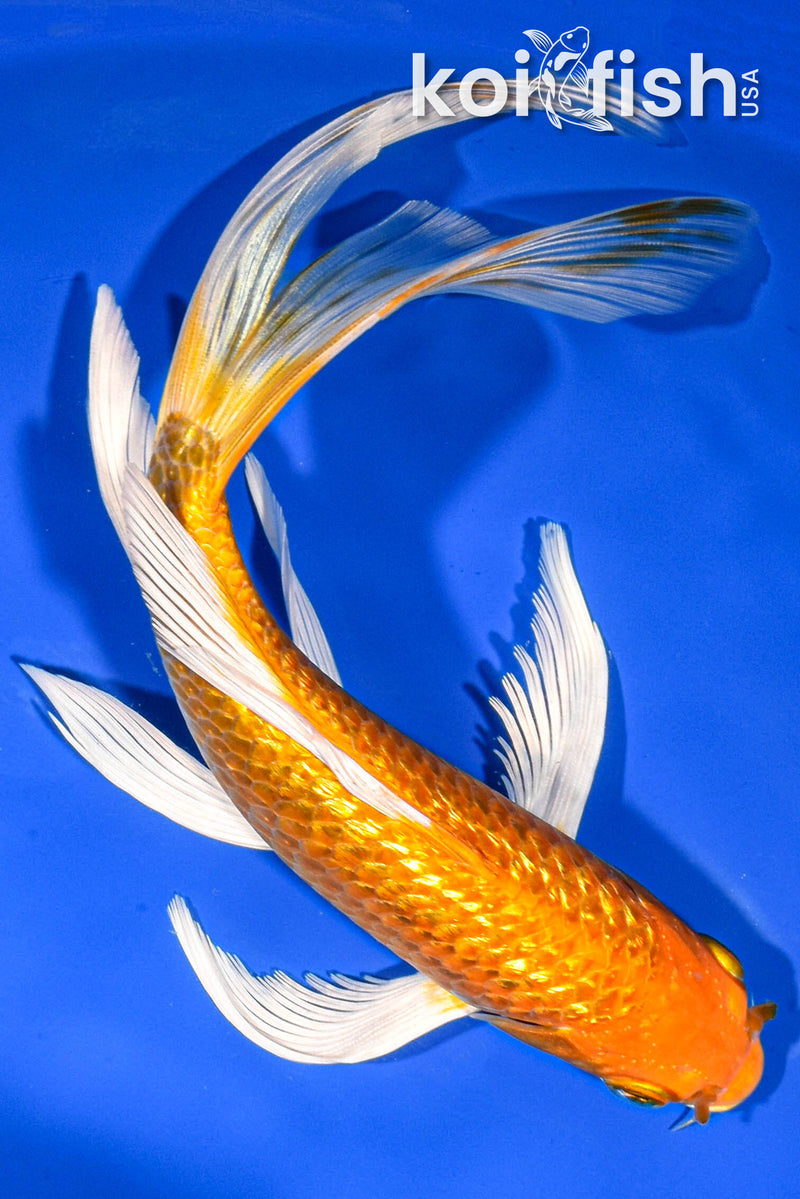 9" GINRIN ORENJI OGON BUTTERFLY