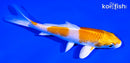 5" HARIWAKE