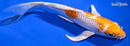 7.5" HARIWAKE BUTTERFLY
