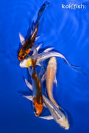PACK OF (5) 4-4.5" BUTTERFLY KOI