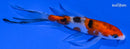 4.25" SANKE BUTTERFLY