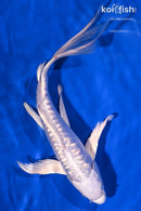 9.75" GINRIN DOITSU PLATINUM OGON BUTTERFLY