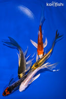 PACK OF (5) 4-5" BUTTERFLY KOI