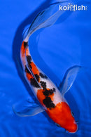 9" SANKE BUTTERFLY