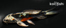 4.25" BENI KIKOKURYU BUTTERFLY