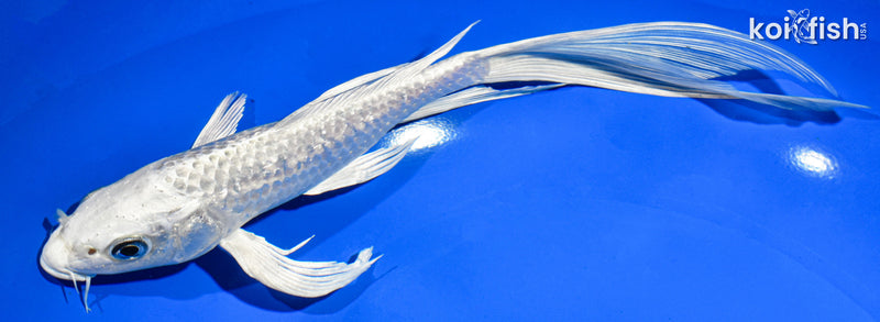 9.5" GINRIN PLATINUM OGON BUTTERFLY