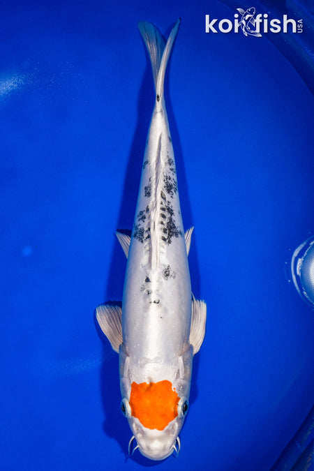 13.5" TANCHO HEISEI NISHIKI