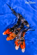 PACK OF (5) 4-4.25" STANDARD KOI