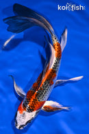 8" KUJAKU BUTTERFLY