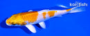 5" HARIWAKE