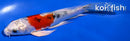 6.75" YAMATO NISHIKI BUTTERFLY