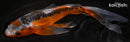8.25" HI SHUSUI BUTTERFLY