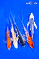 PACK OF (5) 4-5" BUTTERFLY KOI