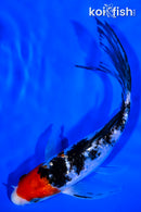 6.75" GINRIN TANCHO SANKE BUTTERFLY