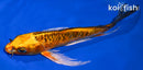 9.25" BENI KIKOKURYU BUTTERFLY