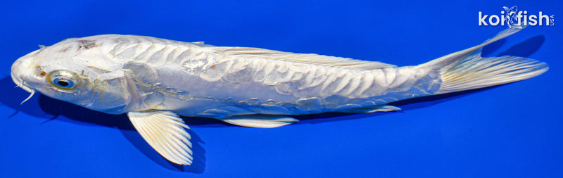 8.5" DOITSU PLATINUM OGON