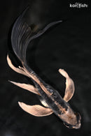 8.75" KIKOKURYU BUTTERFLY