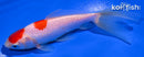 5.5" WAKIN GOLDFISH