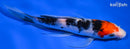 7.75" SANKE BUTTERFLY