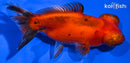 4.75" TELESCOPE FANTAIL GOLDFISH