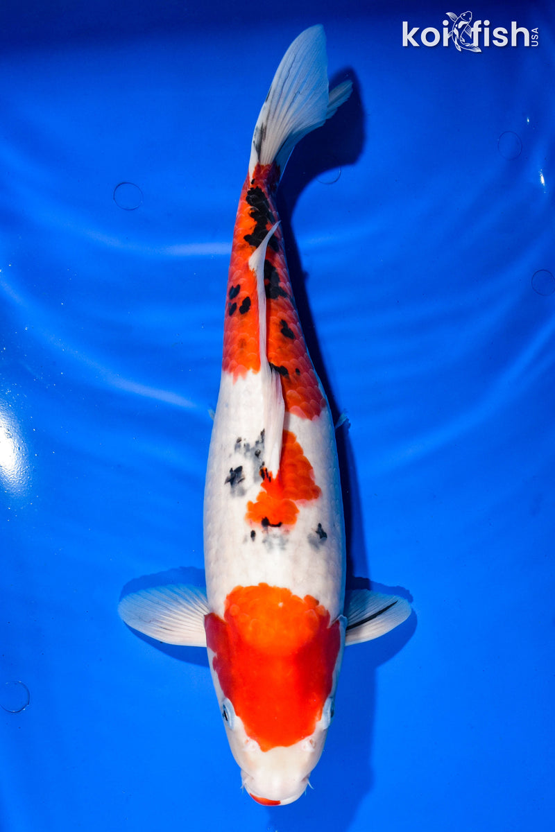 15.75" SANKE