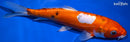 8.75" DOITSU SANKE