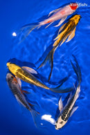 PACK OF (5) 5-6" IMPERFECT BUTTERFLY KOI