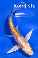 4.5" DOITSU LEMON HARIWAKE BUTTERFLY