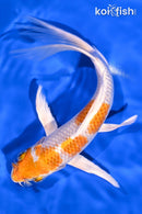 7.5" HARIWAKE BUTTERFLY