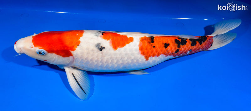 15.75" SANKE