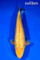 10.5" "YELLOW MONKEY" KARASHIGOI