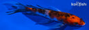 5.25" SHOWA BUTTERFLY