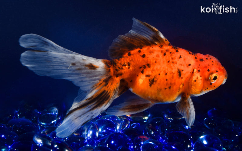 6" CALICO ORANDA GOLDFISH