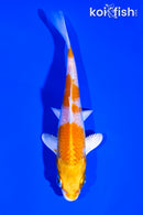 5" HARIWAKE