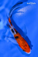 4.25" SANKE BUTTERFLY