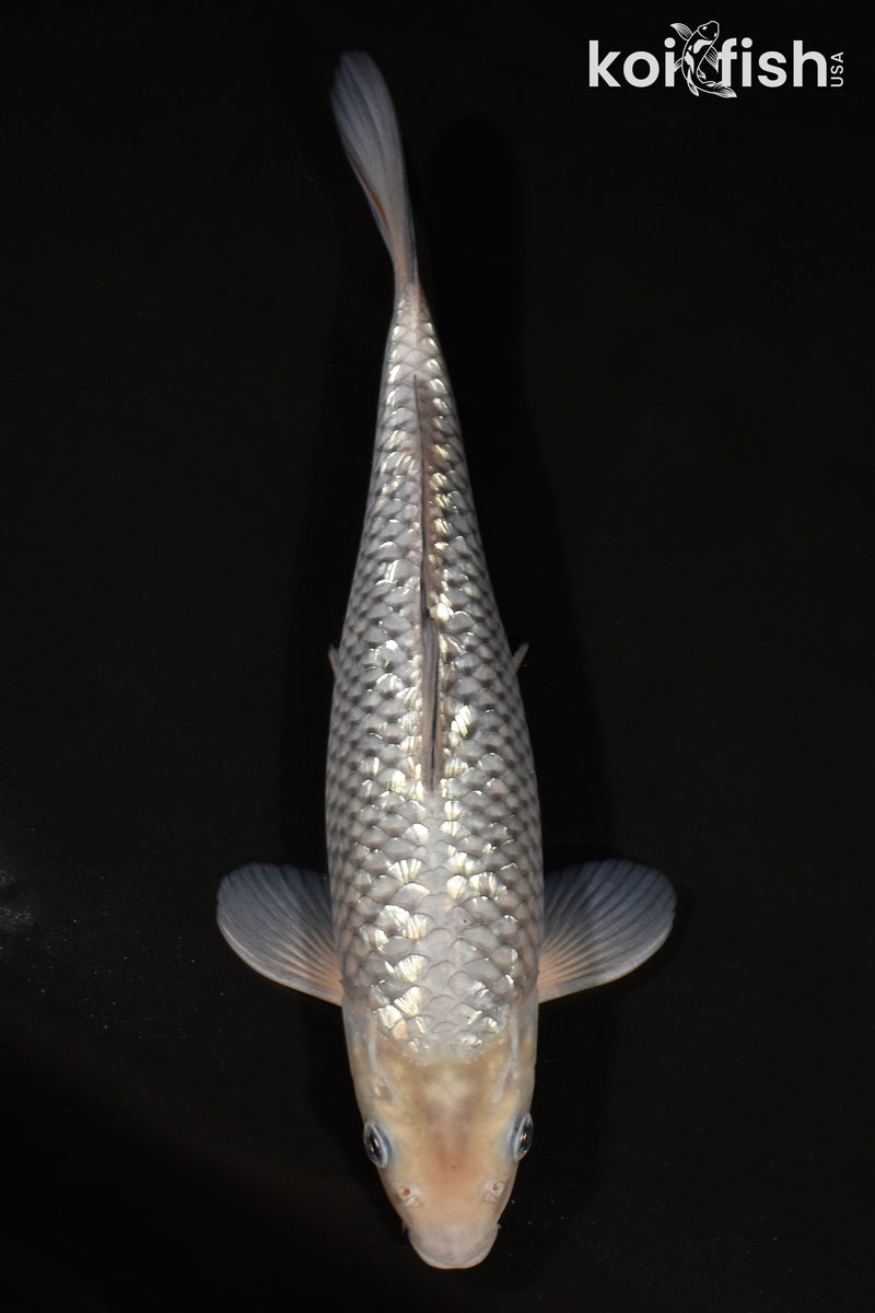 12" GINRIN SORAGOI
