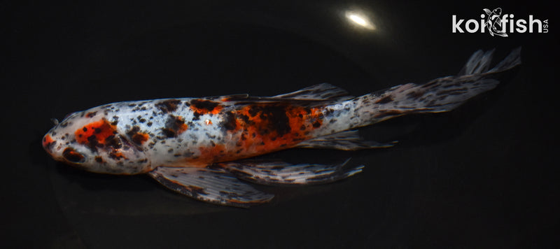 8.25" SHUBUNKIN GOLDFISH