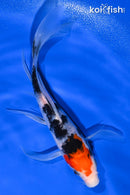 7.75" SANKE BUTTERFLY