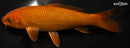 5.75" CHAGOI