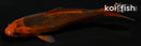 4.25" AKA MATSUBA