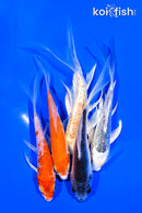 PACK OF (5) 4-5" BUTTERFLY KOI