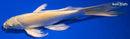 9" YAMABUKI OGON BUTTERFLY