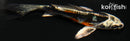 4.25" BENI KIKOKURYU BUTTERFLY