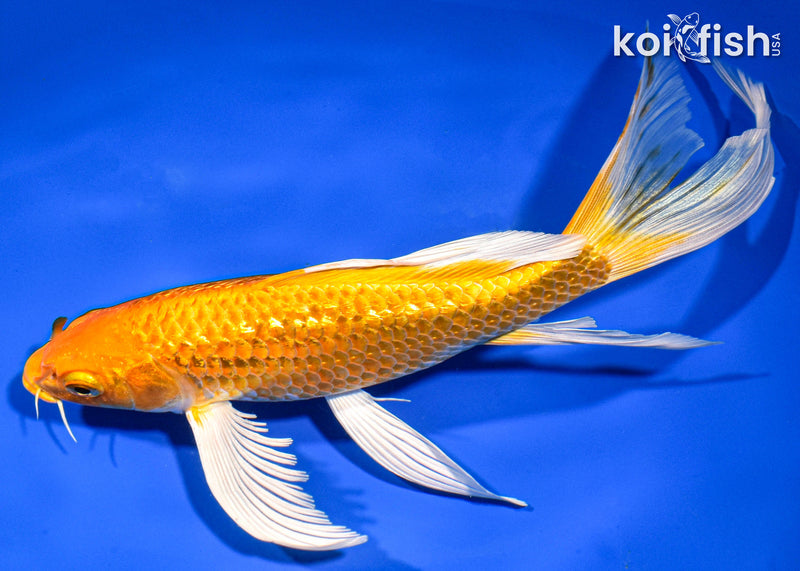 9" GINRIN ORENJI OGON BUTTERFLY