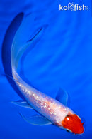 5.25" GINRIN YAMATO NISHIKI BUTTERFLY