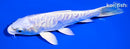 6" ARAGOKE PLATINUM OGON