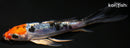 5" HEISEI NISHIKI BUTTERFLY