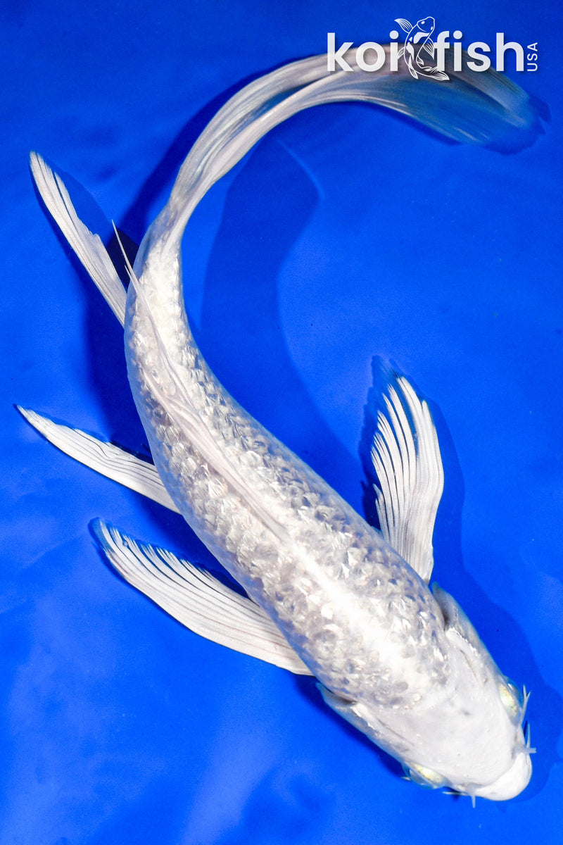 9.5" GINRIN PLATINUM OGON BUTTERFLY