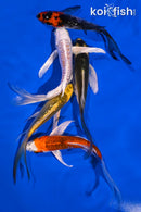PACK OF (5) 4-5" BUTTERFLY KOI