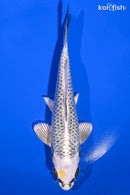 6.25" KUJAKU